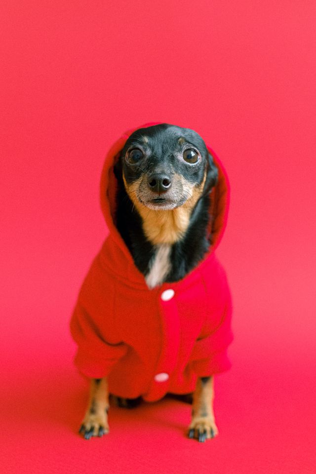 Veterinaria — atención clínica